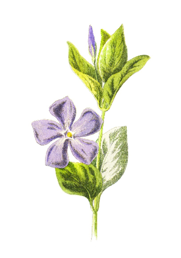 Tegning: tegning av den blå blomsten gravmyrt. 